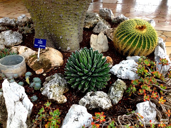 Lovely cacti plant can be found in the Jardin du Exotique.