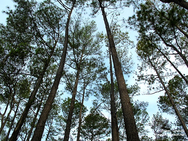 Kirirom-Mountain-Pine-Trees