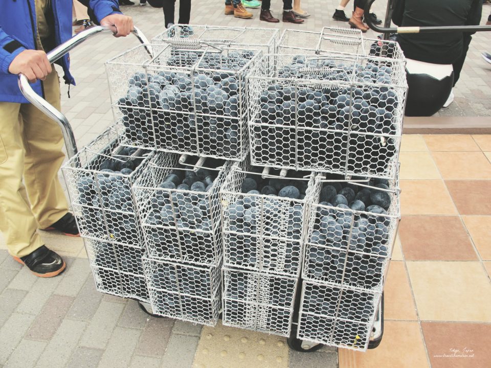 A crate of volcanic boiled eggs in Hakone.